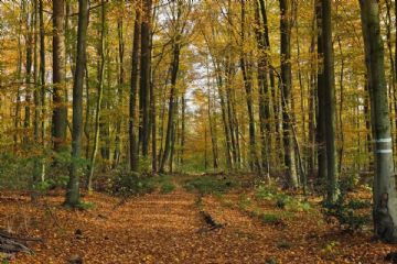 Bando di asta pubblica per manifestazione di interesse per l’estrazione di linfa di betulla a fini alimentari su terreni di proprietà Comunale